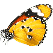 https://lightskyblue-snail-346730.hostingersite.com/wp-content/uploads/2019/08/butterfly.png